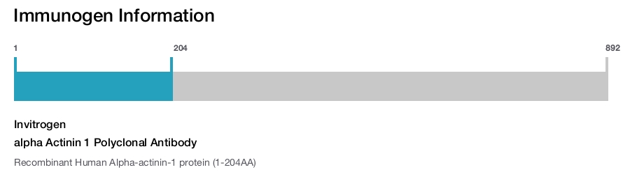 alpha Actinin 1 Polyclonal Antibody