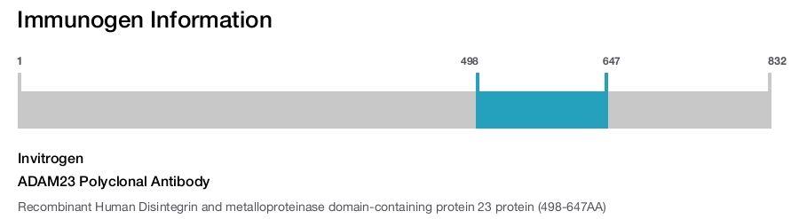 ADAM23 Polyclonal Antibody