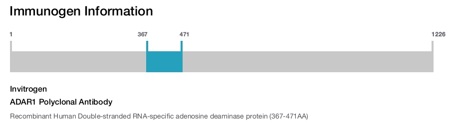 ADAR1 Polyclonal Antibody