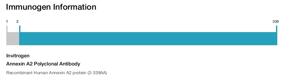 Annexin A2 Polyclonal Antibody