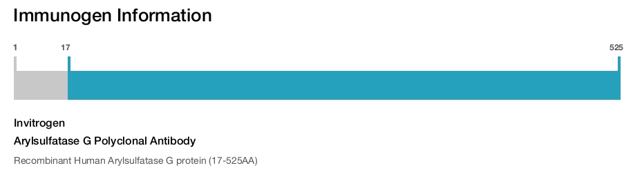 Arylsulfatase G Polyclonal Antibody