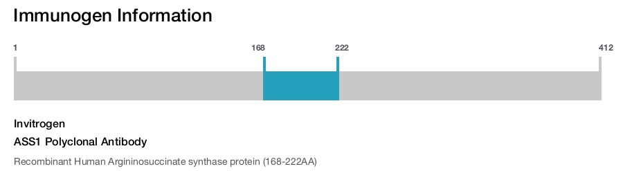 ASS1 Polyclonal Antibody