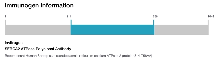 SERCA2 ATPase Polyclonal Antibody