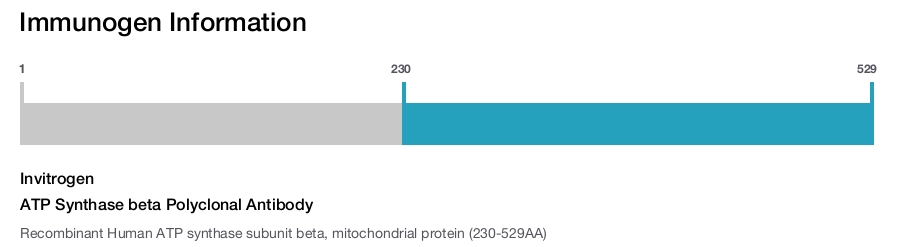 ATP Synthase beta Polyclonal Antibody