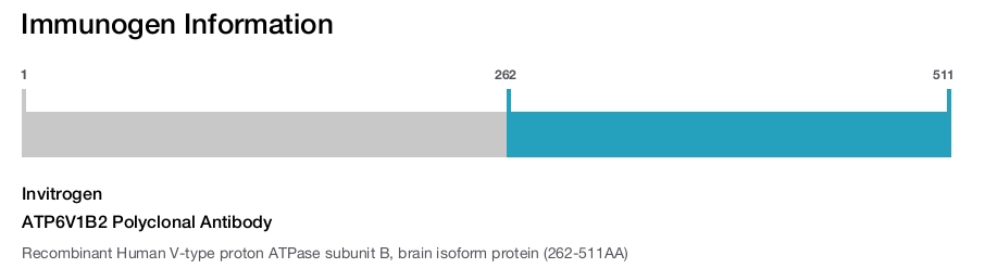 ATP6V1B2 Polyclonal Antibody