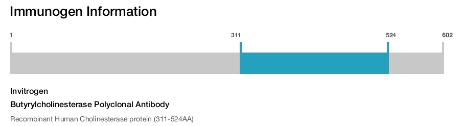 Butyrylcholinesterase Polyclonal Antibody