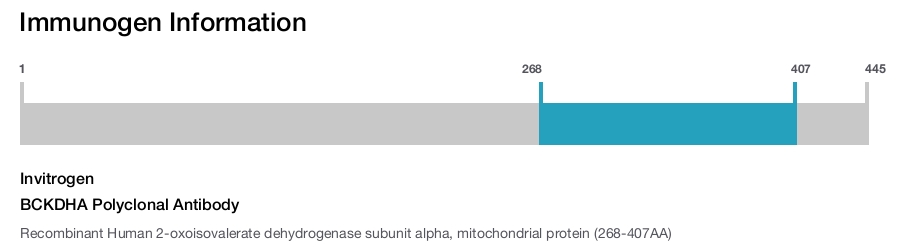 BCKDHA Polyclonal Antibody