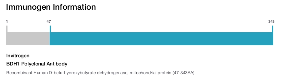 BDH1 Polyclonal Antibody
