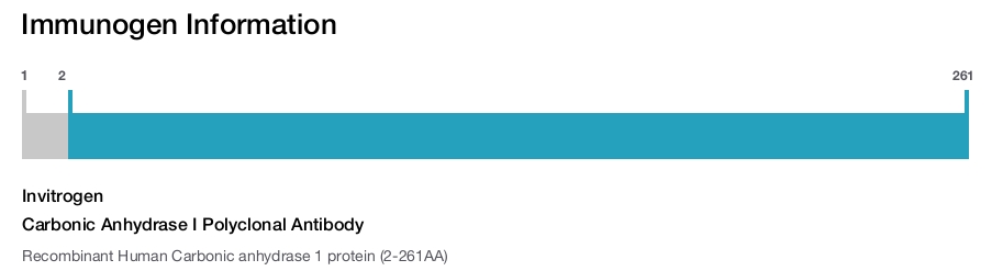 Carbonic Anhydrase I Polyclonal Antibody
