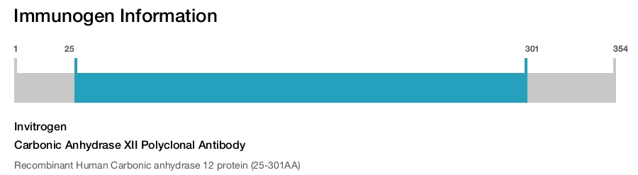 Carbonic Anhydrase XII Polyclonal Antibody