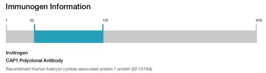 CAP1 Polyclonal Antibody