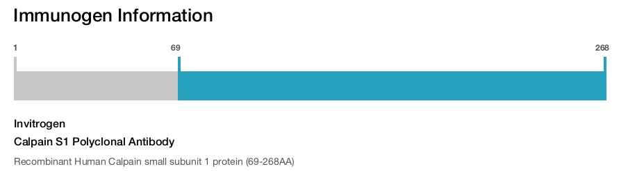 Calpain S1 Polyclonal Antibody
