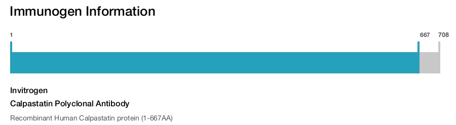 Calpastatin Polyclonal Antibody