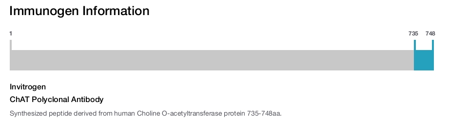 ChAT Polyclonal Antibody