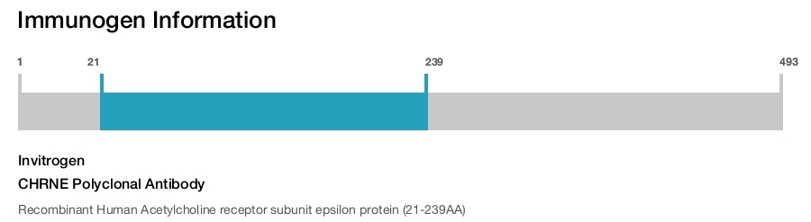 CHRNE Polyclonal Antibody