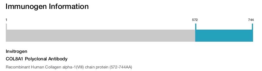 COL8A1 Polyclonal Antibody