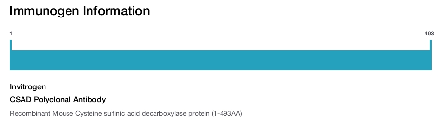 CSAD Polyclonal Antibody