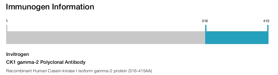 CK1 gamma-2 Polyclonal Antibody