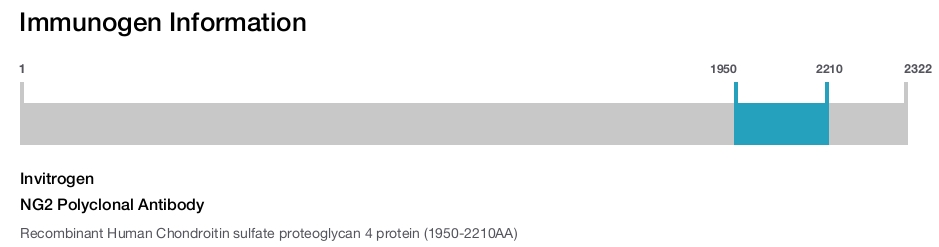 NG2 Polyclonal Antibody