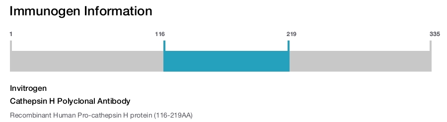 Cathepsin H Polyclonal Antibody