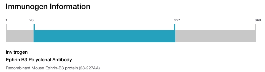 Ephrin B3 Polyclonal Antibody