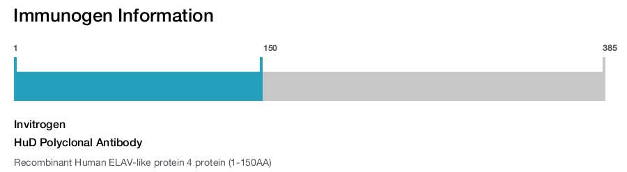 HuD Polyclonal Antibody