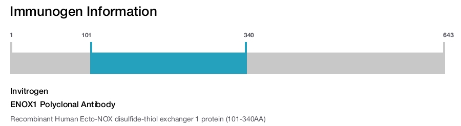 ENOX1 Polyclonal Antibody