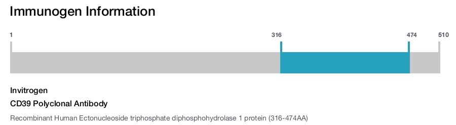 CD39 Polyclonal Antibody