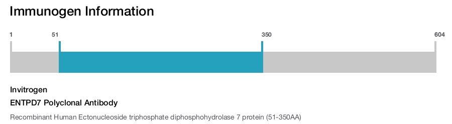 ENTPD7 Polyclonal Antibody