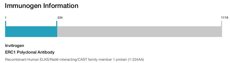 ERC1 Polyclonal Antibody
