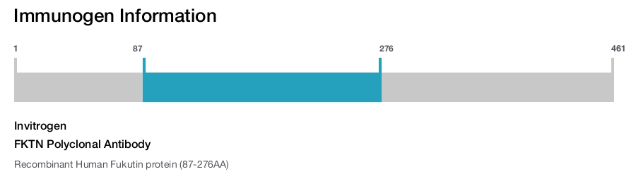 FKTN Polyclonal Antibody