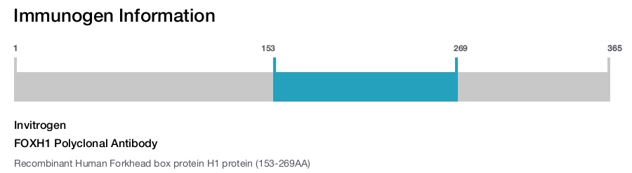 FOXH1 Polyclonal Antibody