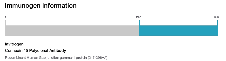 Connexin 45 Polyclonal Antibody