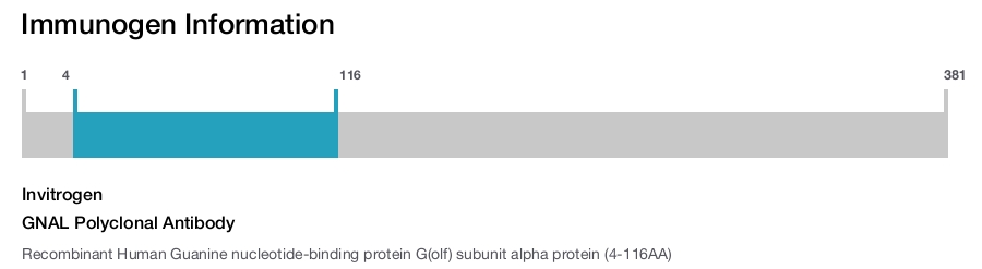 GNAL Polyclonal Antibody