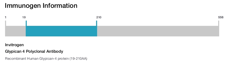Glypican 4 Polyclonal Antibody