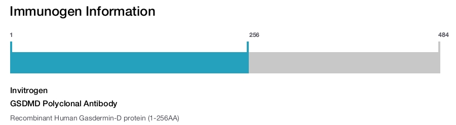 GSDMD Polyclonal Antibody