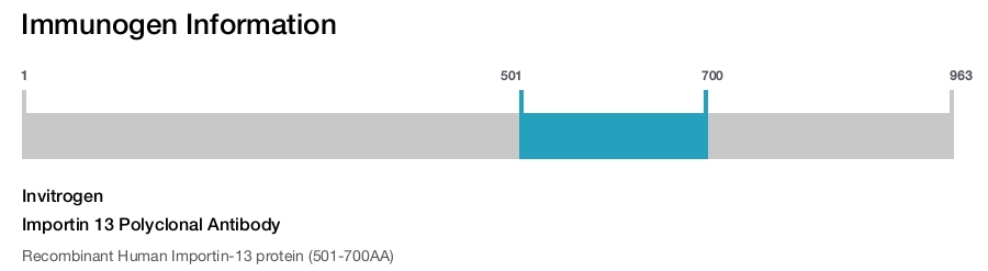 Importin 13 Polyclonal Antibody