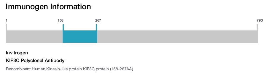 KIF3C Polyclonal Antibody