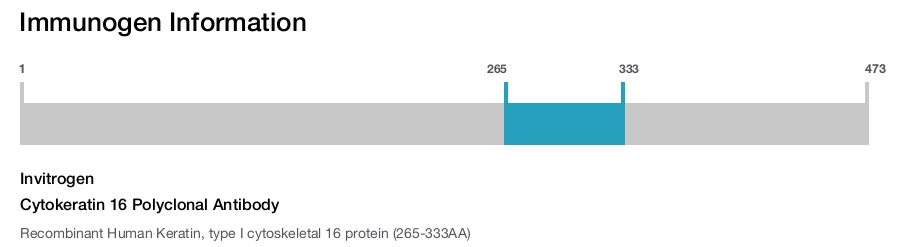 Cytokeratin 16 Polyclonal Antibody