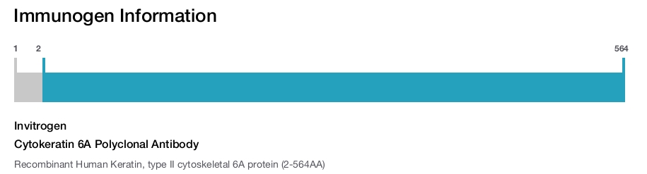 Cytokeratin 6A Polyclonal Antibody