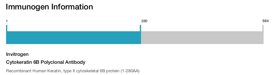 Cytokeratin 6B Polyclonal Antibody