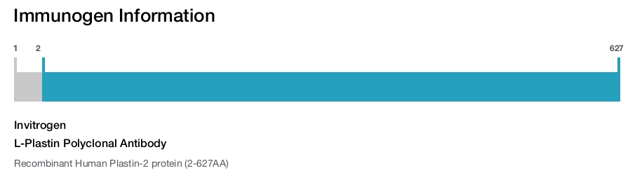 L-Plastin Polyclonal Antibody
