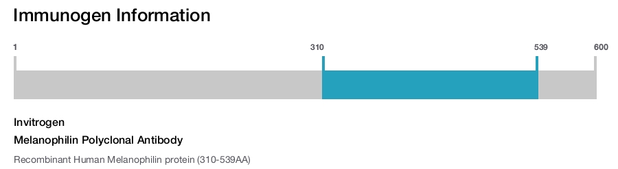 Melanophilin Polyclonal Antibody