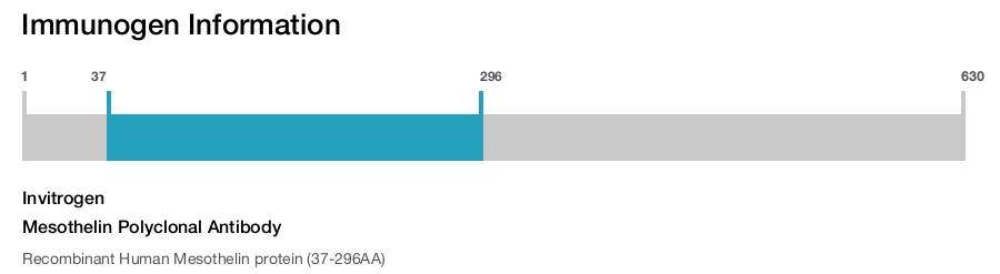 Mesothelin Polyclonal Antibody