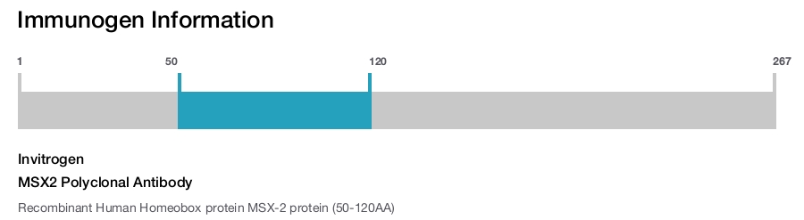 MSX2 Polyclonal Antibody