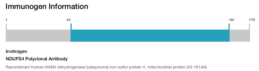 NDUFS4 Polyclonal Antibody