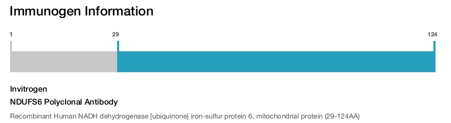 NDUFS6 Polyclonal Antibody