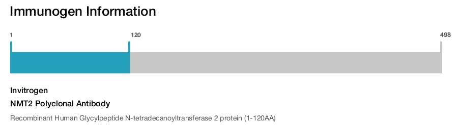 NMT2 Polyclonal Antibody