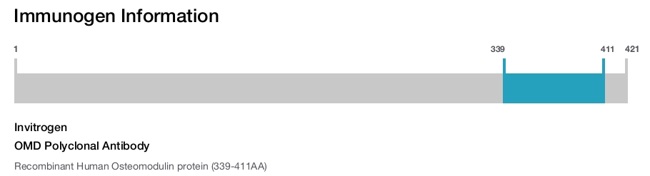 OMD Polyclonal Antibody