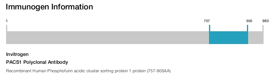 PACS1 Polyclonal Antibody